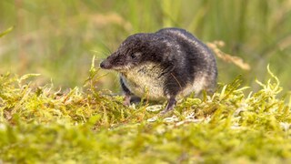 Water Shrew
