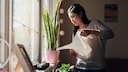 Houseplants need regular watering—some more, some less.