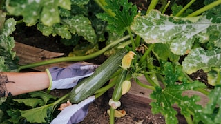 Zucchini during harvest. When properly fertilized, zucchini yields are abundant.