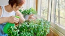 Drooping leaves are often due to improper watering of basil.