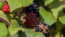 Bugs on Blackberries