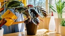 During the growth phase, the Calathea should be fertilized regularly.