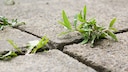 Joint Sand for Weed Control