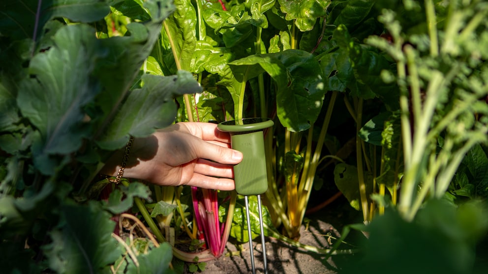 These plant sensors are designed to help us care for our plants.