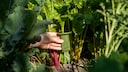 These plant sensors are designed to help us care for our plants.