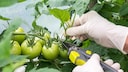 When it comes to tomatoes, it can be beneficial to trim certain leaves.