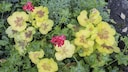 If geranium leaves turn yellow, it indicates care mistakes.