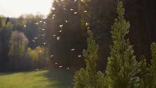 Mosquitoes can be quite bothersome. To keep them away, insecticides can be used—but you should seek advice before purchasing them.