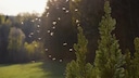 Mosquitoes can be quite bothersome. To keep them away, insecticides can be used—but you should seek advice before purchasing them.