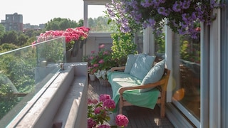 With proper care, you can extend the blooming period of various balcony plants.