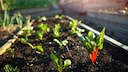 When nights are cold and days are warm and sunny, it can be pure stress for some plants.