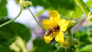 When cucumber flowers are pollinated, they have a good chance of fertilization and cucumber growth.