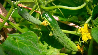 Cucumbers Require Special Care After Heavy Rain