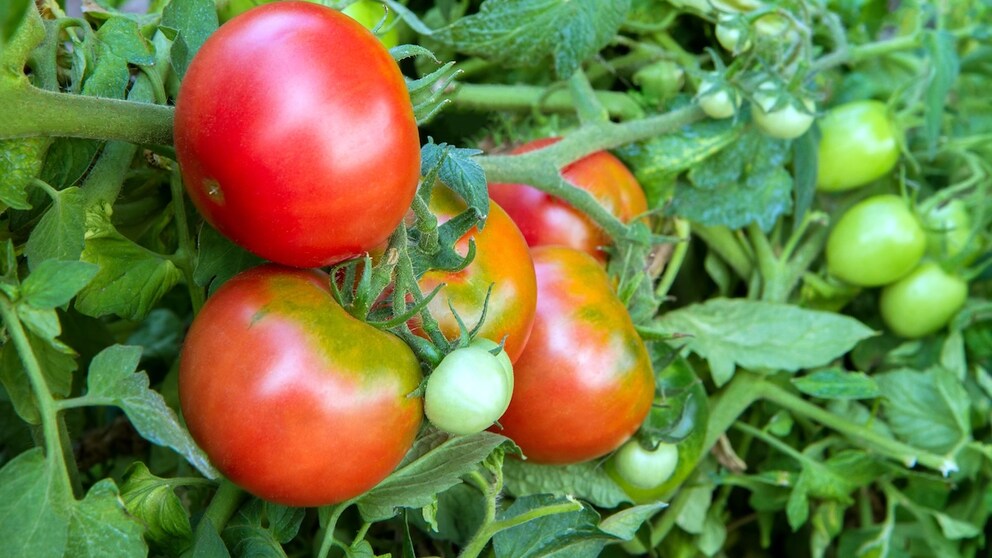 Green shoulders on tomatoes are not aesthetically pleasing, but they are not dangerous. You can simply cut them off.