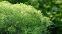 Coleslaw is versatile and can be used in many ways. However, there are a few things to keep in mind when preparing it.