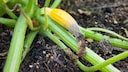 Improper care can lead to the end of a zucchini rotting, a condition known as blossom end rot.