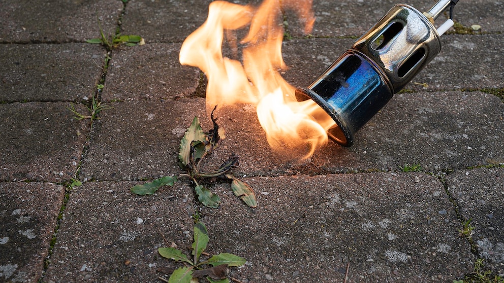 Is flame weeding an effective method for removing weeds?