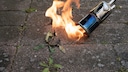Is flame weeding an effective method for removing weeds?