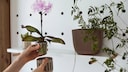 Orchids have specific requirements for their pots. Ideally, the pot should be tight and transparent.