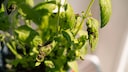 Black Spots on Basil Are Not a Good Sign