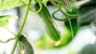 With a few tips and tricks, you can extend the cucumber harvest.