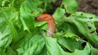 Snails can cause significant damage in raised garden beds.