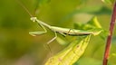 Praying Mantis