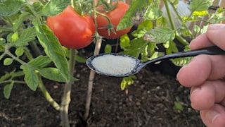 An internet trick promises tomato growth through gelatin