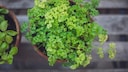 Yellow leaves indicate improper care of parsley.