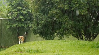 Even in the rain, the lawn needs care