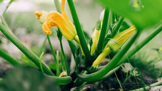 Sometimes zucchini plants produce flowers but no fruit. This can have several causes.