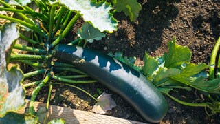 A Potentially Dangerous Mistake When Planting Zucchini
