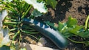 A Potentially Dangerous Mistake When Planting Zucchini
