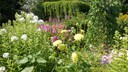 Perennial plant mixes bring variety and dynamism to any garden.
