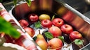 Apples are said to have a longer and better shelf life when treated with a hot water bath. However, not every apple is suitable for this method.