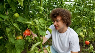If the leaves of the tomato curl, it may indicate stress.