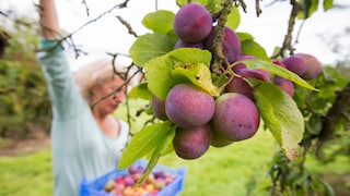 Plums and damsons are often used interchangeably–but is that accurate?