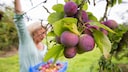 Plums and damsons are often used interchangeably–but is that accurate?