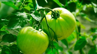 Green Tomatoes