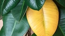 If a rubber plant loses leaves, they often first turn yellow or brown, as shown in this image.