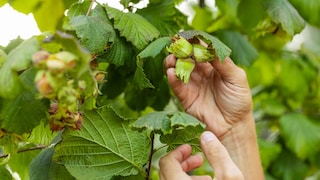 Hazelnuts