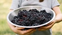 To ensure elderberries are not toxic, they must be properly processed.