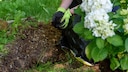 Hydrangea Soil