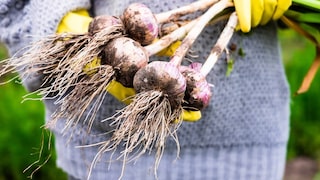 The Right Time to Plant Garlic