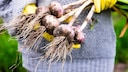 The Right Time to Plant Garlic