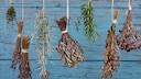 Herbs are dried in bundles.