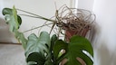 Aerial roots are a part of a Monstera. Can they be cut off?