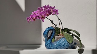 A bright location is essential for orchids to grow and thrive.