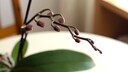 If an orchid loses buds, it is usually due to improper care.