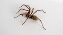 The large house spider appears particularly menacing. However, there are plants that can repel spiders.